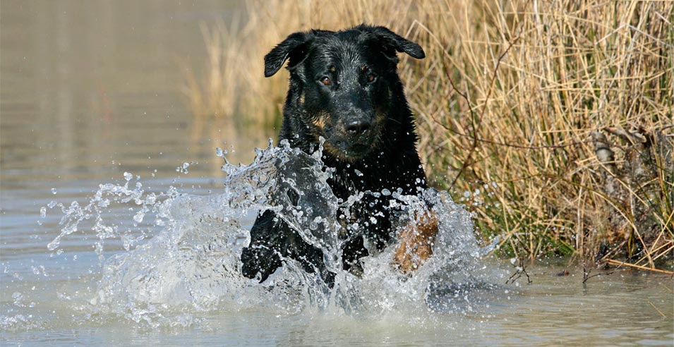 Beauceron im Wasser